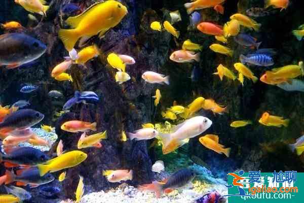 北京海洋館和海底世界哪個好玩？