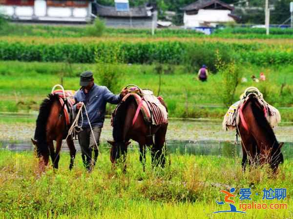 【五一去拉市海】五一去拉市海玩什么,拉市海五一有什么好玩的? 【五一去拉市海】五一去拉市海玩什么,拉市海五一有什么好玩的?