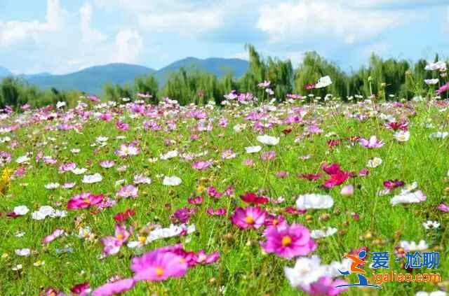 【五一去拉市海】五一去拉市海玩什么,拉市海五一有什么好玩的? 【五一去拉市海】五一去拉市海玩什么,拉市海五一有什么好玩的?