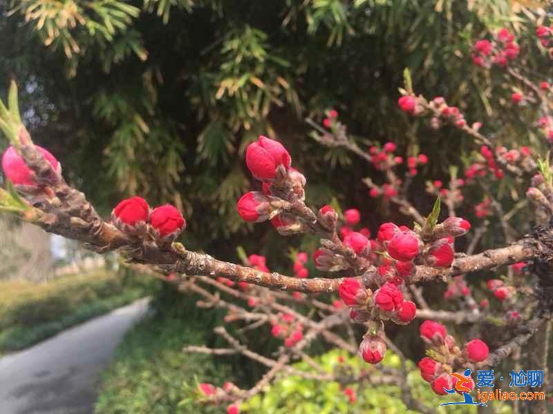 蘇州賞花好去處,蘇州賞花哪里好,蘇州賞花地有哪些? 蘇州賞花好去處,蘇州賞花哪里好,蘇州賞花地有哪些?