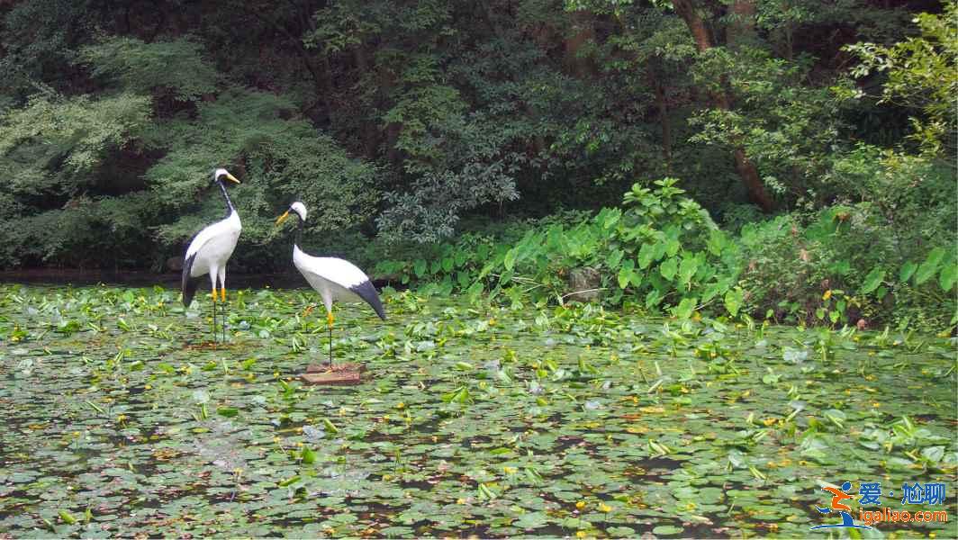 杭州動物園怎么樣,杭州動物園值不值得去,杭州動物園好玩嗎? 杭州動物園怎么樣,杭州動物園值不值得去,杭州動物園好玩嗎?