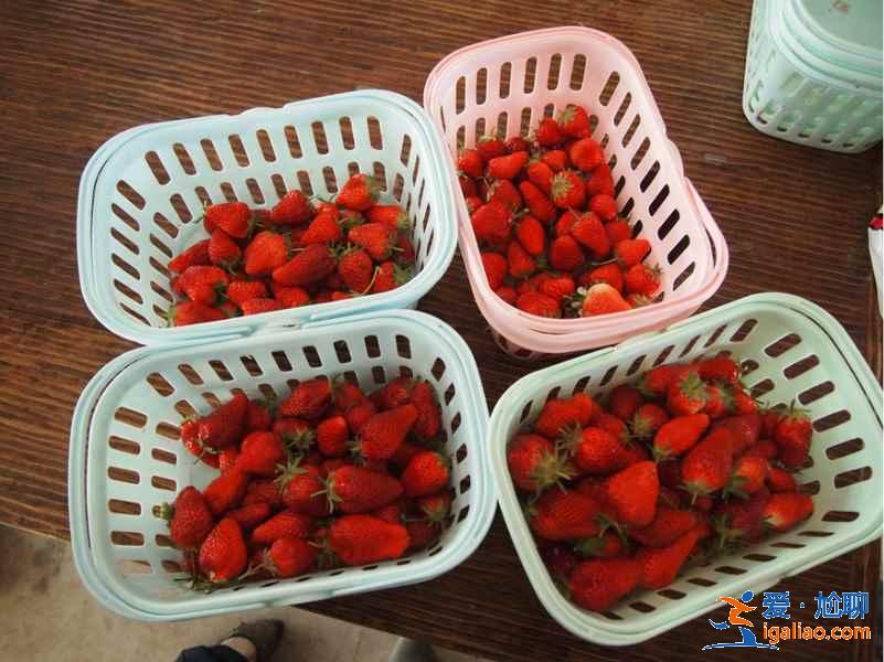 重慶春天哪里好玩,8個市內好去處? 重慶春天哪里好玩,8個市內好去處?