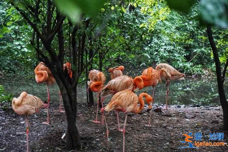 杭州動物園怎么樣,杭州動物園值不值得去,杭州動物園好玩嗎? 杭州動物園怎么樣,杭州動物園值不值得去,杭州動物園好玩嗎?