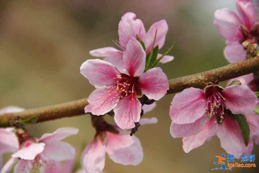 北京看桃花好去處，北京看桃花攻略，北京看桃花推薦？