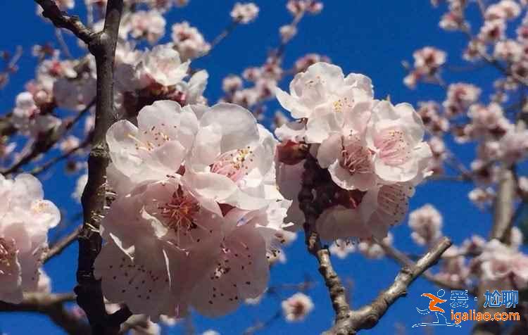 北京看桃花好去處，北京看桃花攻略，北京看桃花推薦？