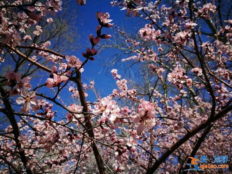 北京看桃花好去處，北京看桃花攻略，北京看桃花推薦？