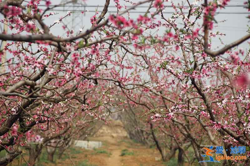 2017北京春季去哪里賞花？北京春季賞花攻略（含：櫻花、梨花、桃花、牡丹、丁香、海棠）？