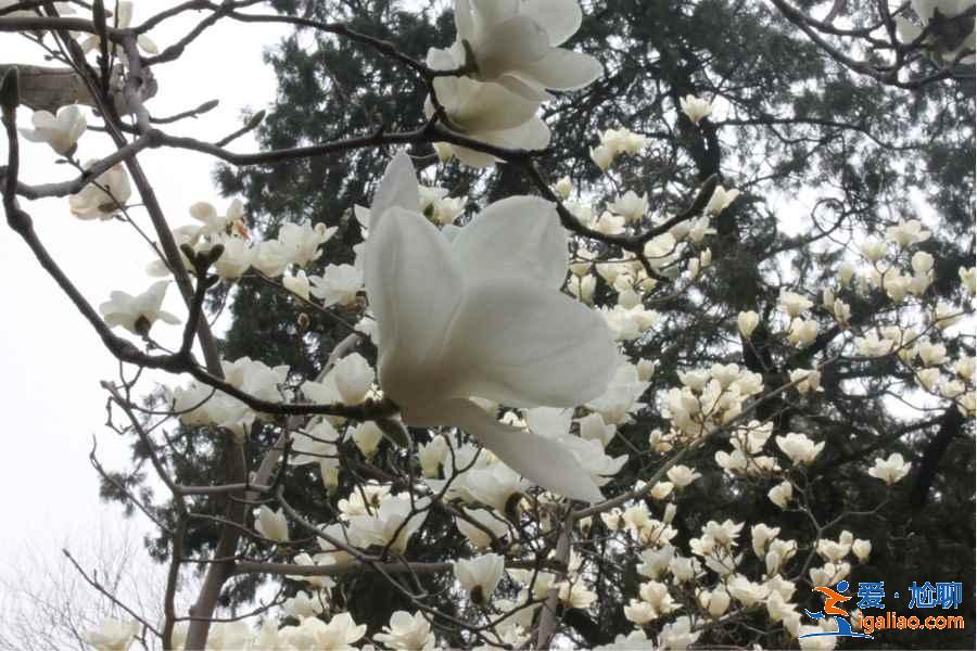 2017北京春季去哪里賞花？北京春季賞花攻略（含：櫻花、梨花、桃花、牡丹、丁香、海棠）？