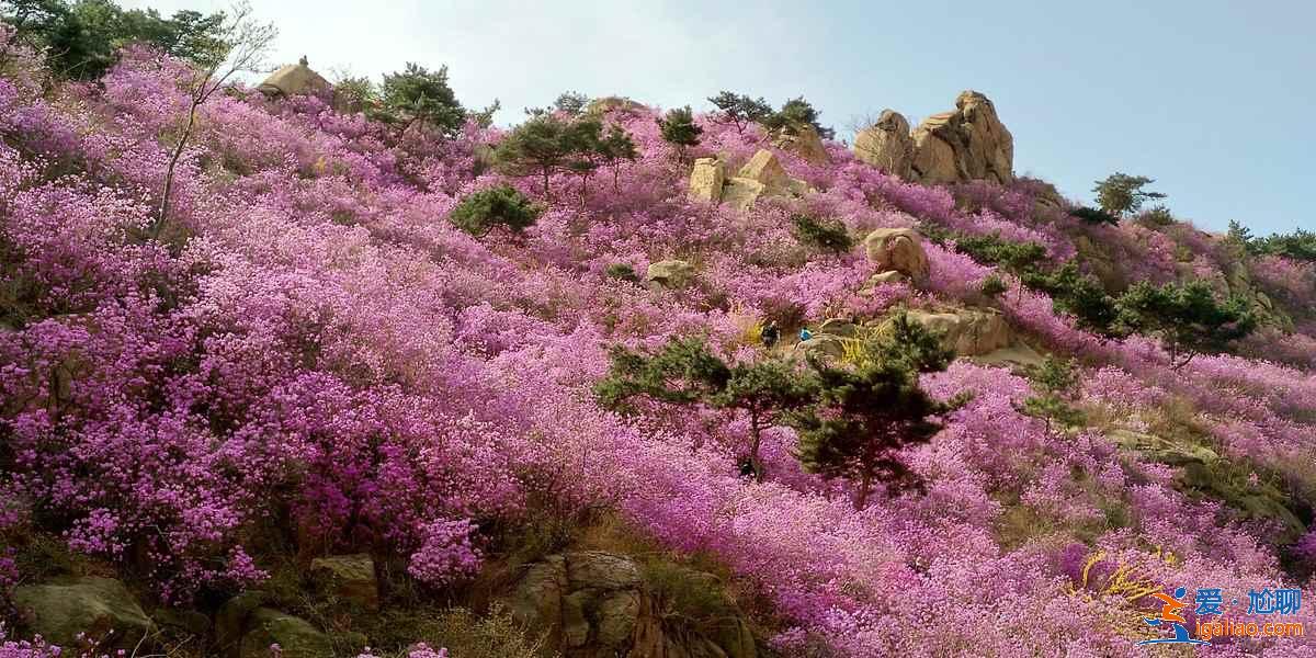 青島春季賞花有什么推薦，青島春季都有哪些花，青島最佳賞花地推薦？