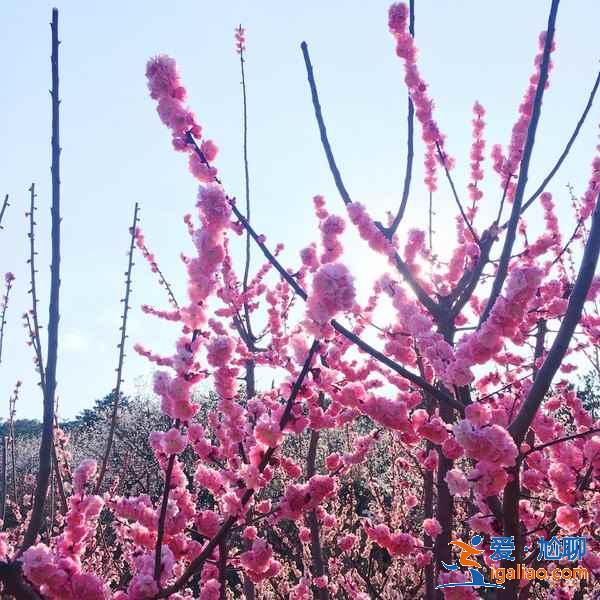 青島春季賞花有什么推薦，青島春季都有哪些花，青島最佳賞花地推薦？