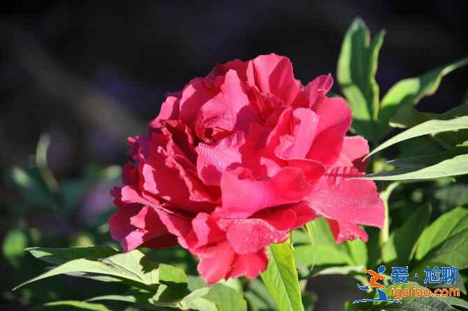 2017北京春季去哪里賞花？北京春季賞花攻略（含：櫻花、梨花、桃花、牡丹、丁香、海棠）？
