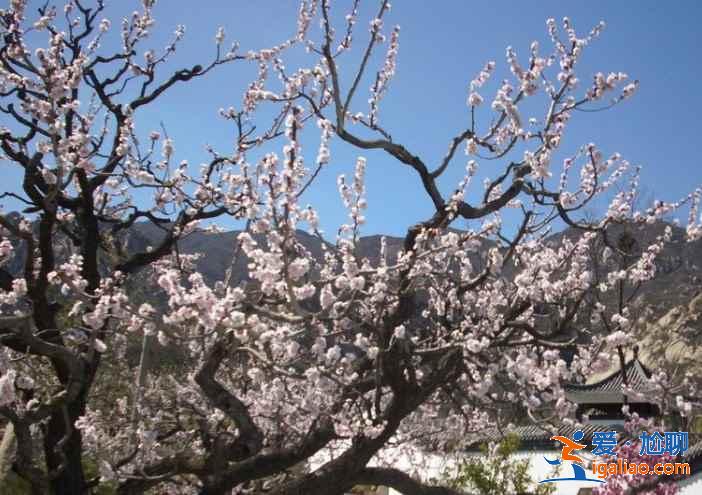 2017北京春季去哪里賞花？北京春季賞花攻略（含：櫻花、梨花、桃花、牡丹、丁香、海棠）？