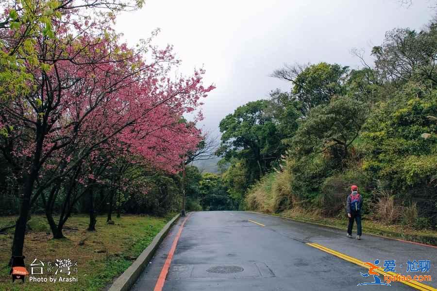 臺灣賞花推薦，臺灣去哪兒賞花，臺灣賞花攻略？