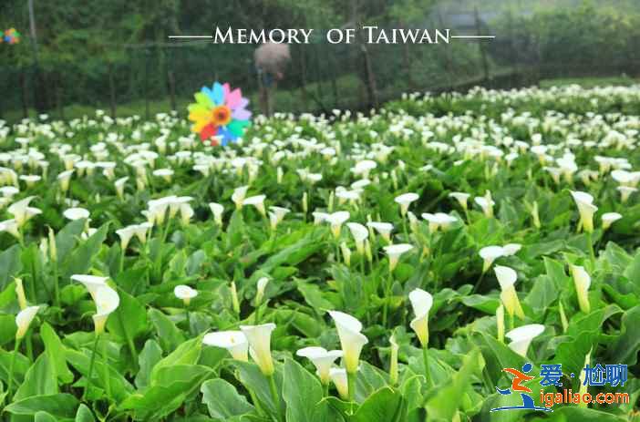 臺灣賞花推薦，臺灣去哪兒賞花，臺灣賞花攻略？