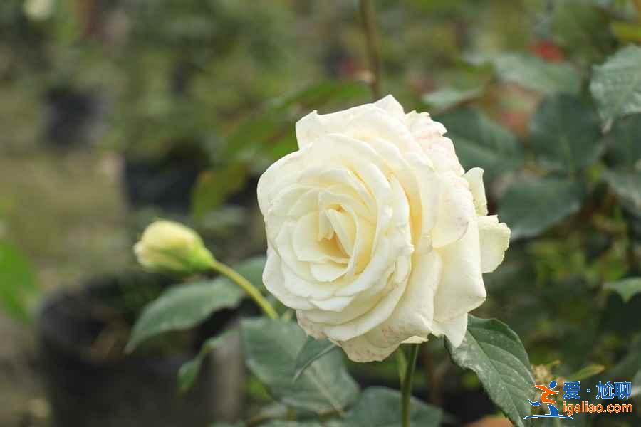 廣州4月賞花有什么推薦，廣州4月最適合賞花的地方是哪里？