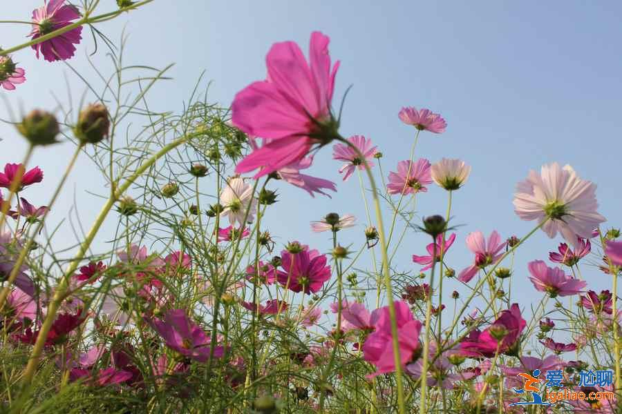今年春天珠海賞花去哪里，珠海賞花這8個(gè)品種最美，珠海最美賞花地推薦？