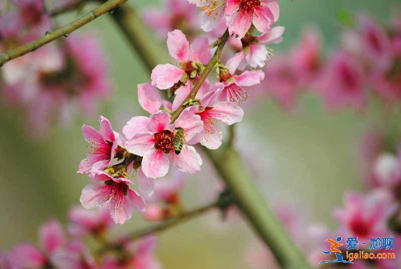 今年春天珠海賞花去哪里，珠海賞花這8個(gè)品種最美，珠海最美賞花地推薦？