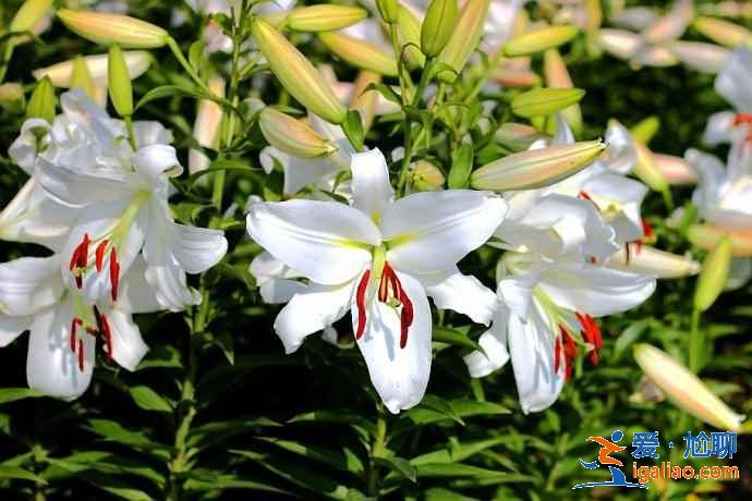 今年春天珠海賞花去哪里，珠海賞花這8個(gè)品種最美，珠海最美賞花地推薦？