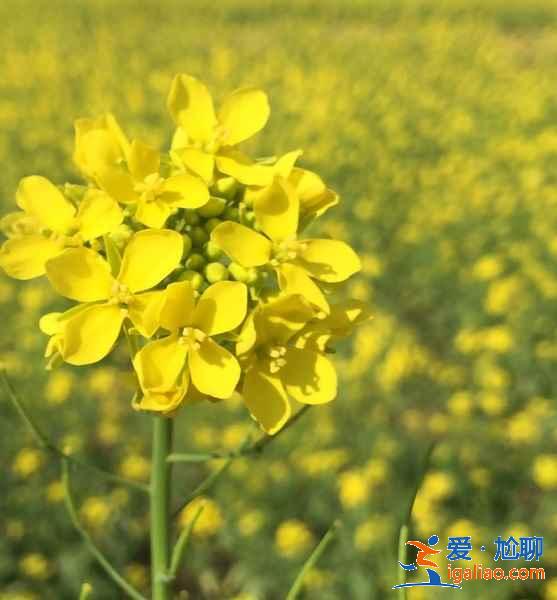 今年春天珠海賞花去哪里，珠海賞花這8個(gè)品種最美，珠海最美賞花地推薦？