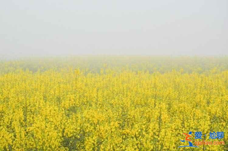 成都油菜花哪里好看，成都看油菜花推薦，成都看油菜花攻略？