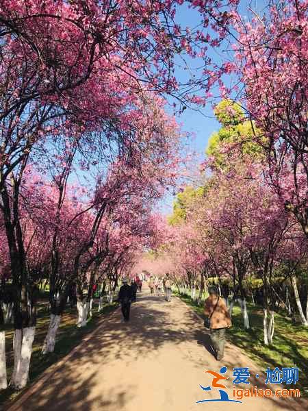 昆明有哪些小眾景點，昆明不可錯過的小眾景點盤點？