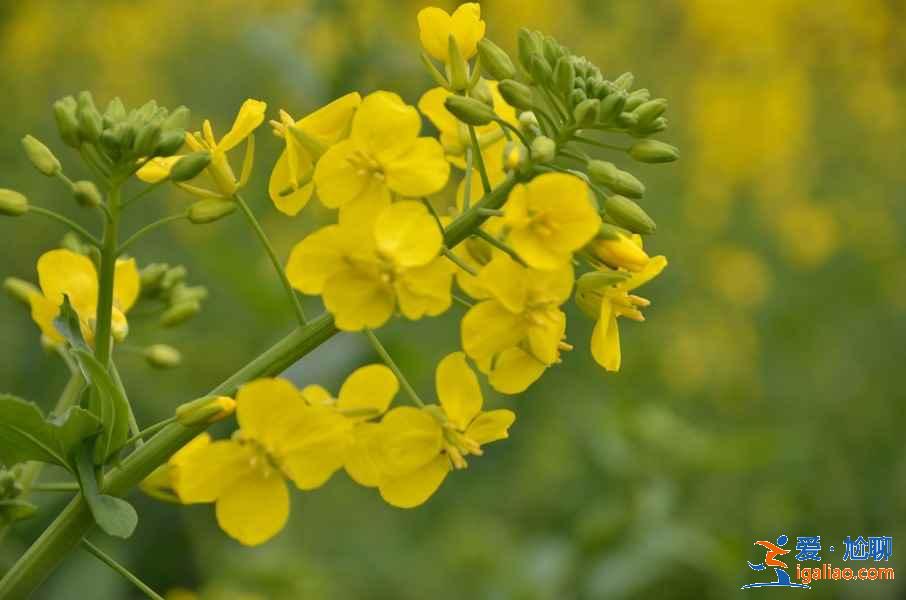成都油菜花哪里好看，成都看油菜花推薦，成都看油菜花攻略？