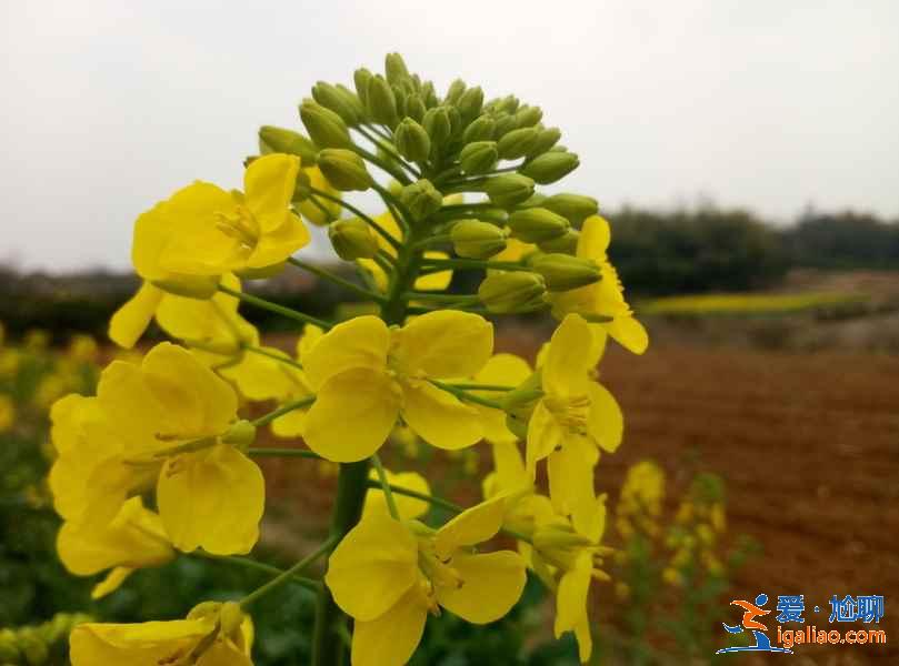 成都油菜花哪里好看，成都看油菜花推薦，成都看油菜花攻略？