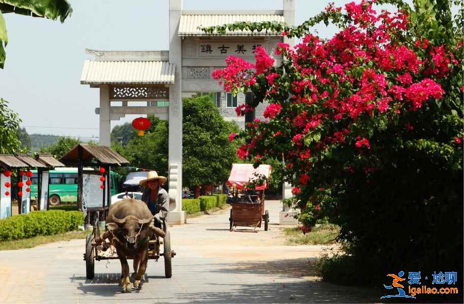 去“中國綠城”南寧，來一趟“凈肺”之旅？