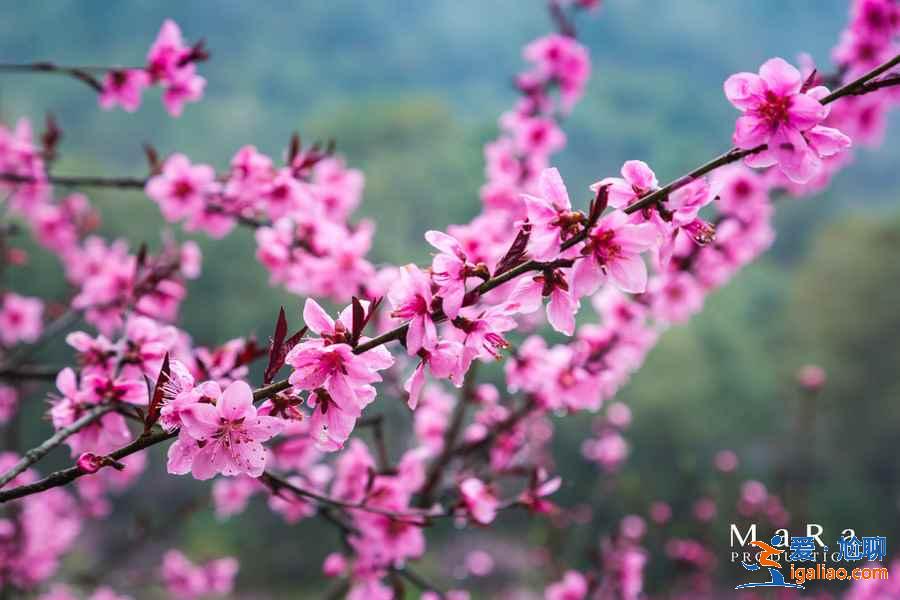 重慶去哪里賞桃花，重慶賞桃花推薦，重慶賞桃花攻略？