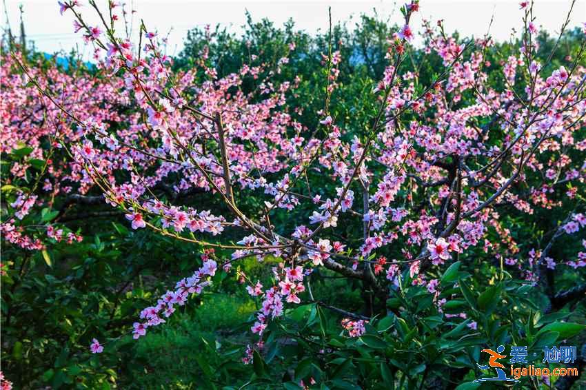 重慶去哪里賞桃花，重慶賞桃花推薦，重慶賞桃花攻略？