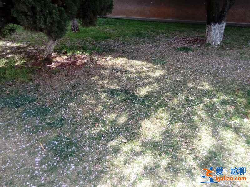 國內哪里的櫻花最美，國內賞櫻花的地方推薦？