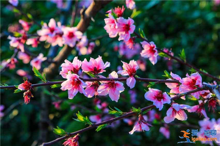 重慶去哪里賞桃花，重慶賞桃花推薦，重慶賞桃花攻略？