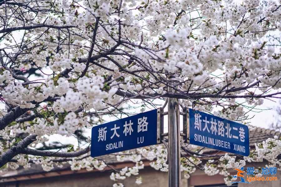 國內哪里的櫻花最美，國內賞櫻花的地方推薦？