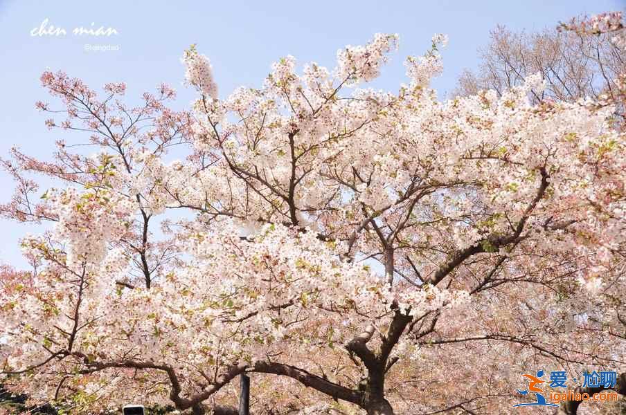 國內哪里的櫻花最美，國內賞櫻花的地方推薦？