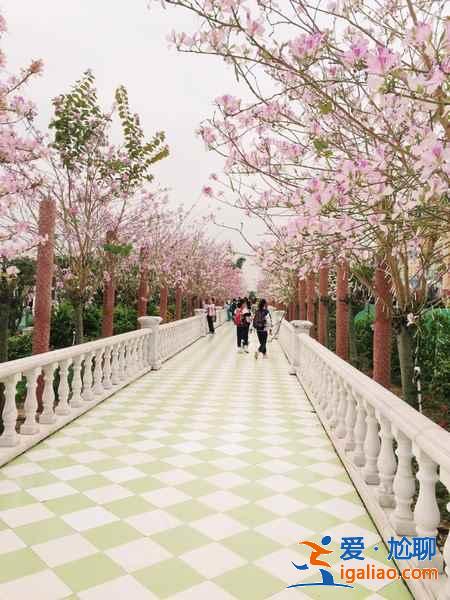 國內哪里的櫻花最美，國內賞櫻花的地方推薦？