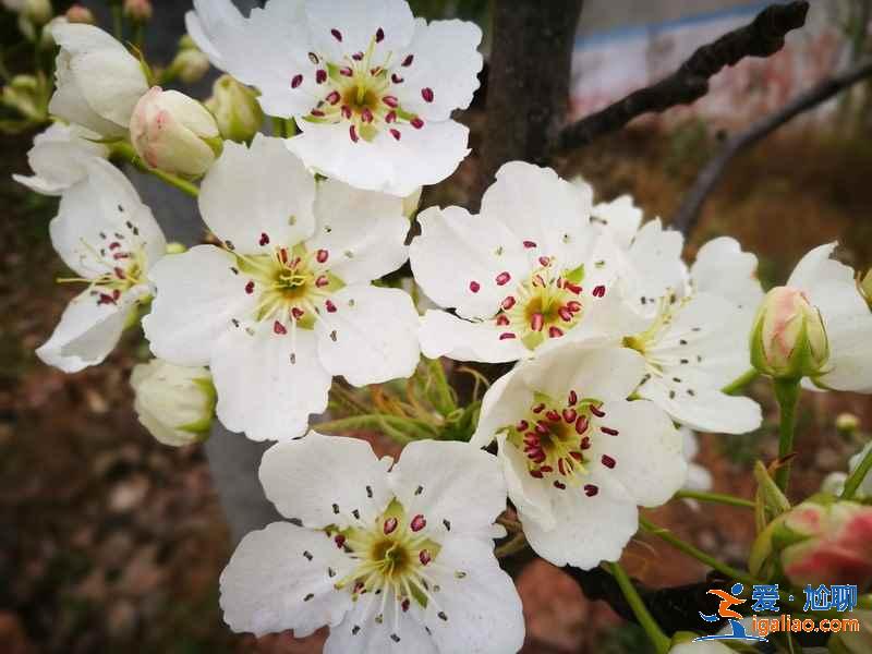 成都看梨花推薦，成都看梨花攻略，成都哪里的梨花好看？
