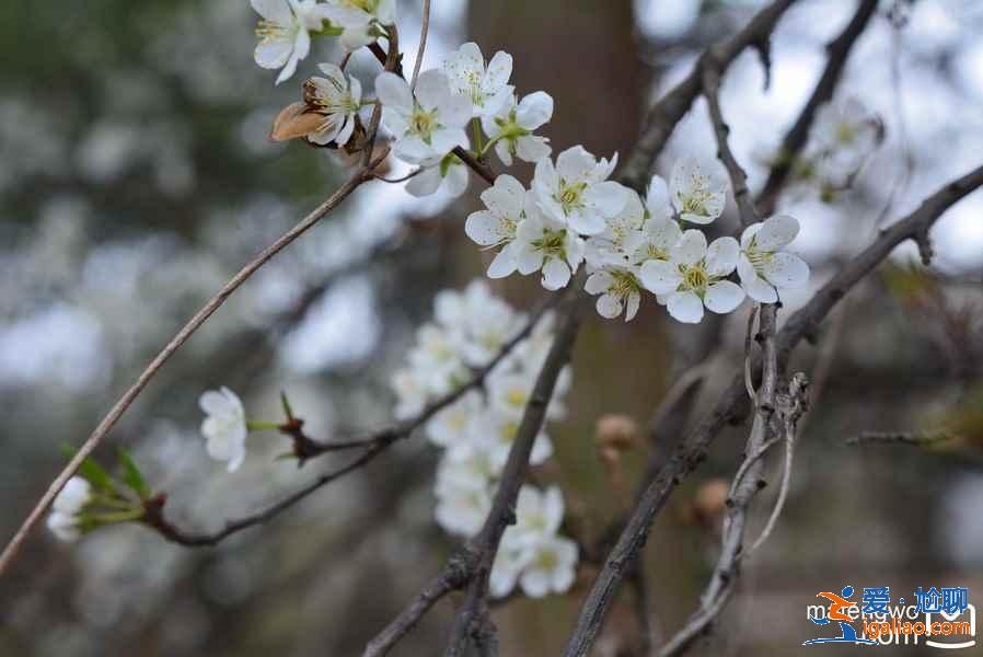 成都看梨花推薦，成都看梨花攻略，成都哪里的梨花好看？
