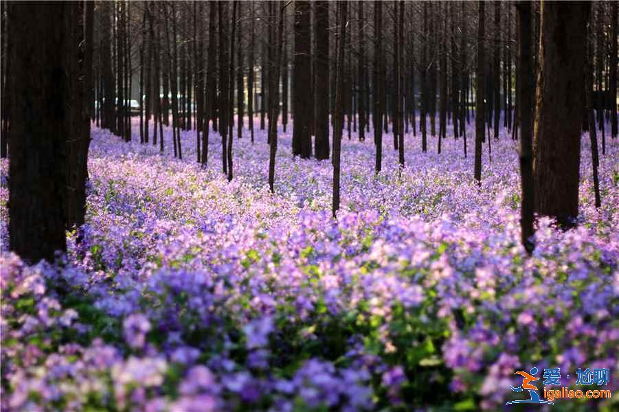 南京哪里賞花好，南京賞花好去處，南京賞花地點(diǎn)有哪些？