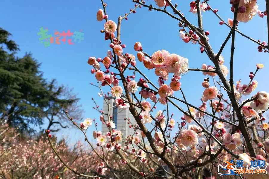 南京哪里賞花好，南京賞花好去處，南京賞花地點(diǎn)有哪些？