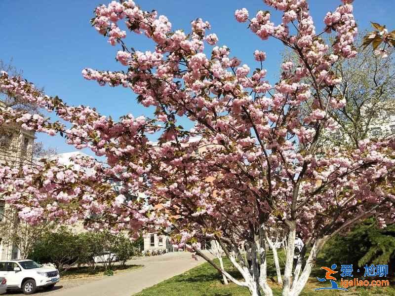 天津賞花好去處,天津有哪些賞花的地方,天津賞花攻略? 天津賞花好去處,天津有哪些賞花的地方,天津賞花攻略?