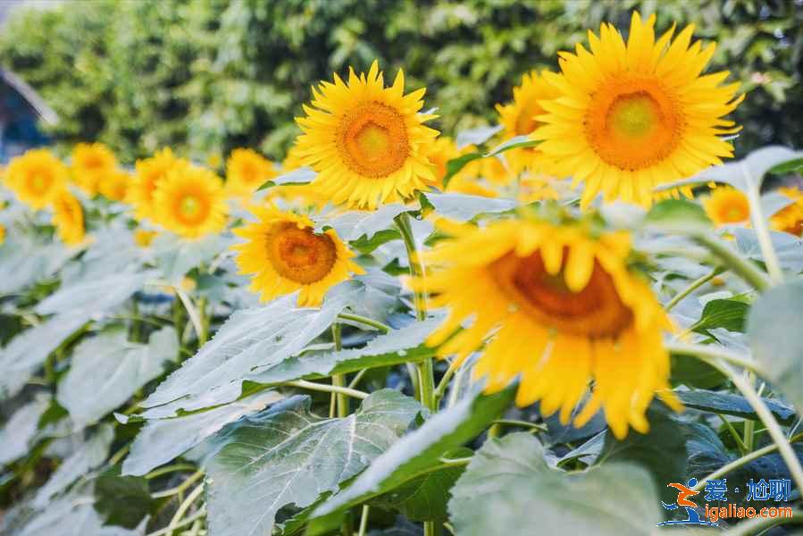 4月廣州踏青好去處，廣州4月有什么適合踏青的地方？