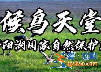 鄱陽湖花海什么時候看，鄱陽湖蓼子花海在哪里？