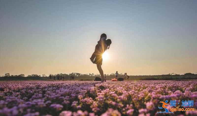 鄱陽湖花海什么時候看，鄱陽湖蓼子花海在哪里？