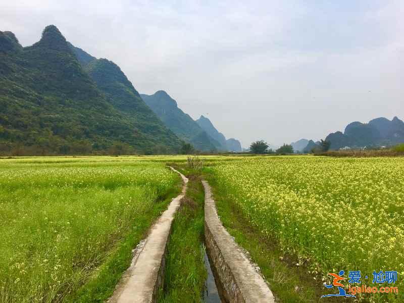 國內哪里的油菜花最美，2019去哪看油菜花，國內必去油菜花田？