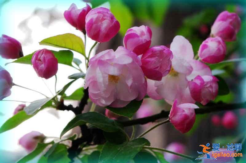 天津賞花好去處,天津有哪些賞花的地方,天津賞花攻略? 天津賞花好去處,天津有哪些賞花的地方,天津賞花攻略?