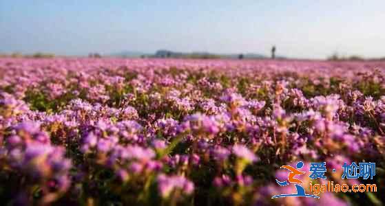 鄱陽湖花海什么時候看，鄱陽湖蓼子花海在哪里？