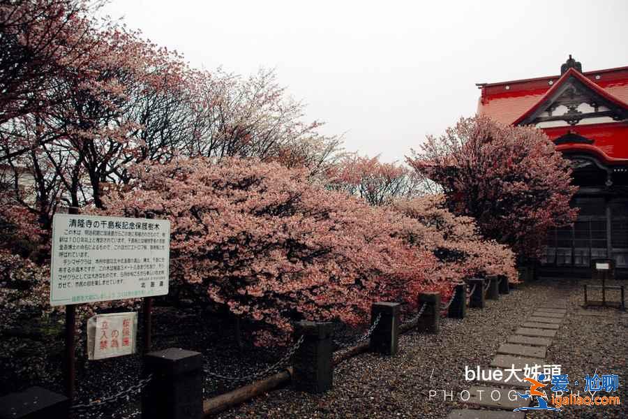 北海道櫻花多久開？北海道哪里能賞櫻？北海道賞櫻好去處推薦？
