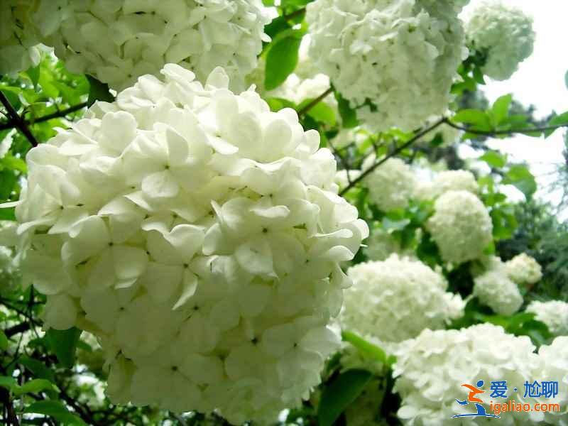 揚州瓊花什么時候開，揚州瓊花哪里看？