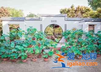 揚州瓊花什么時候開，揚州瓊花哪里看？