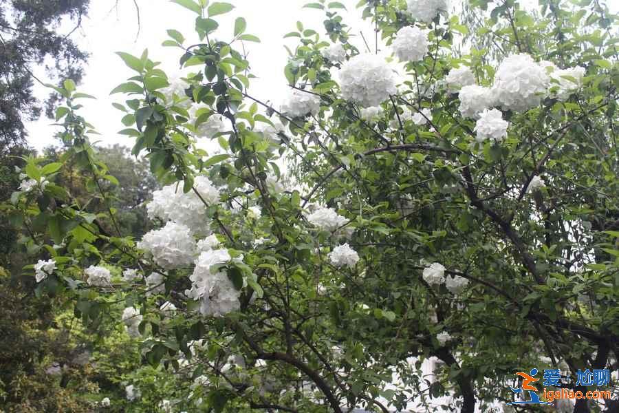 揚州瓊花什么時候開，揚州瓊花哪里看？